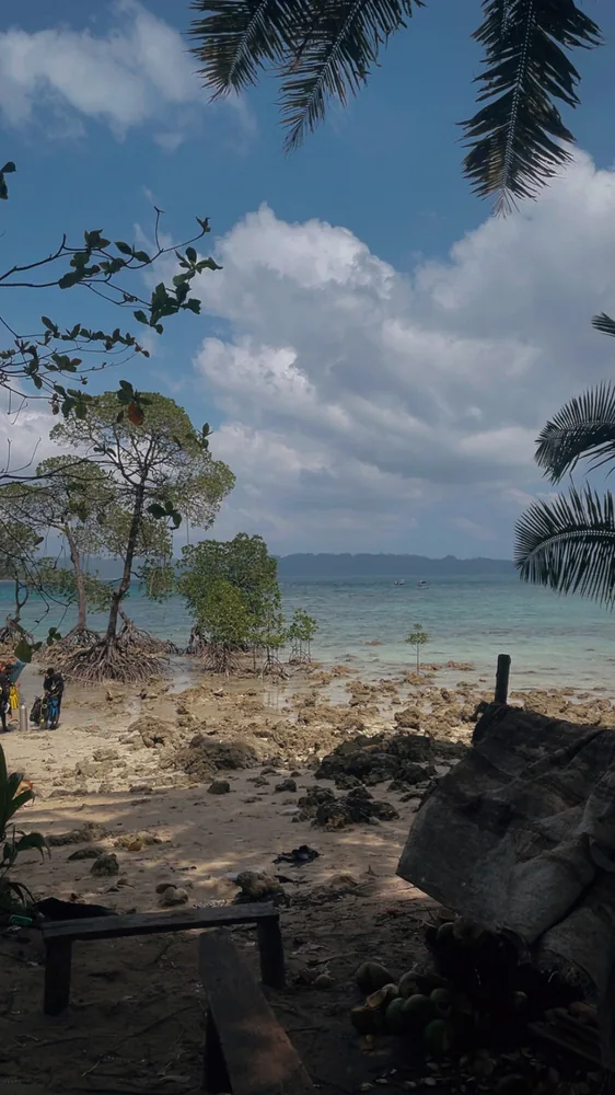Beach with mangroves